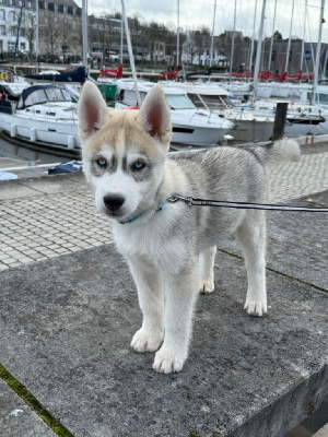 Des Rêves Eternels De Rais’cha - Siberian Husky - Portée née le 22/12/2023